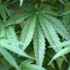 Mehrere Cannabispflanzen haben Polizisten in einem Mönchsdegginger Ortsteil entdeckt.