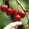 Um saftige reife Kirschen ernten zu können, müssen die Früchte ab dem Frühjahr vor Schädlingen geschützt werden.