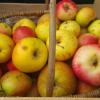 Ein Projekt widmet sich dem Thema Streuobst. Dabei ist schon eine bereits verschollen geglaubte Apfelsorte in Reutti entdeckt worden. 