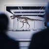 Das in Zürich versteigerte T. rex-Skelett soll in Antwerpen ausgestellt werden.