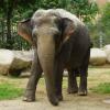 Targa, die asiatische Elefantendame aus dem Augsburger Zoo, ist in der Nacht auf Montag gestorben.
