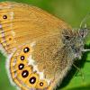 Der Schmetterling mit dem Namen „Wald-Wiesenvögelchen“ ist stark gefährdet. Schwabenweit gibt es nur noch wenige Populationen - unter anderem in den Wertachheiden.