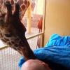 Eine Giraffe stupst ihren todkranken Pfleger zärtlich an - und rührt dadurch Menschen aus aller Welt zu Tränen.