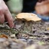 Nur in sehr feuchten und moosigen Waldstücken sind heuer Pilze zu finden. Es war in den vergangenen Monaten zu trocken. 