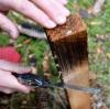 Lockstöcke im Wald sind Holzlatten, die aufgeraut und dann mit Baldrian besprüht werden.