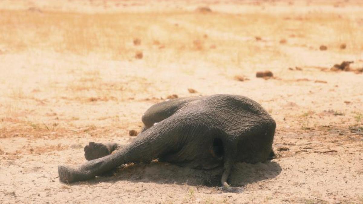 Rätsel um tote Elefanten Hunderte Tiere sterben in Botswana