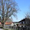 Die Linden in der Fischbachstraße in Dettenschwang werden am Donnerstag gefällt.