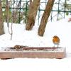 Vögel freuen sich im Winter über angebotene Körner an einem festen Futterplatz.