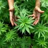Cannabis sativa alias Marihuana, gerne auch als Gras bezeichnet oder Weed. Die Blüten der weiblichen, unbefruchteten Pflanze jedenfalls können wirkungsbringend konsumiert werden.