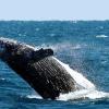 Das Walfangverbot bleibt - vorerst