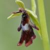 Seltene Orchideen wie Fliegenragwurz sollen sich vermehren.  
 

