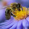 Wilde Bestäuber wie Bienen, Wespen oder Schmetterlinge spielen eine wichtige Rolle bei der Befruchtung von Pflanzen.