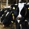 Aigner fordert mehr EU-Hilfen für Milchbauern