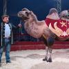Der Circus Renz hat hier in Stadtbergen Zelte aufgeschlagen, hier Circus-Direktor Ernst Renz mit den Kamelen Ahmet und Iwan. 