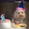 Am 10. April 2011 feierte Sally Davies Pudel Charlie noch den ersten Geburtstag mit Hamburger und Pommes. Der Hund ist mittlerweile tot, das Fast Food lebt weiter in der Wohnung.