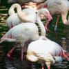 Der Flamingo Ingo lebte seit 1955 in Berlin.