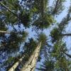 In Ettringen wurde der Wald in den vergangenen drei Jahren neu vermessen. 