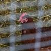 Müssen Hühner wegen der Vogelgrippe viele Wochen im Stall bleiben, führt das bei ihnen zu Stress und Aggressionen.