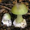 Die hochgiftigen Grüne Knollenblätterpilze (Amanita phalloides) sind für mindestens 80 Prozent aller tödlichen Pilzvergiftungen ursächlich.   