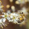 Bei strahlendem Sonnenschein sammelt eine Biene Nektar von Schlehenblüten. Die Insekten müssen besser geschützt werden, fordert Imker Thomas Radetzki am Weltbienentag.