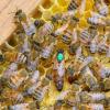 Auf diesem Bild ist die Bienenkönigin mit einem Farbklecks markiert. Markus Gail besitzt 40 Bienenköniginnen. Die dazugehörigen Völker umfassen jeweils bis zu 50.000 Bienen.