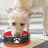 Trockenfutter oder Nassfutter bzw. Feuchtfutter für Hunde: Was ist die richtige Wahl?