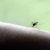 Klein, aber fies: Stechmücken plagen in diesem Sommer die Menschen so sehr, dass sie sich gravierende Maßnahmen gegen die Tiere wünschen. Einige Lechgemeinden haben beschlossen, sich per Petition für eine Bekämpfung einzusetzen. 