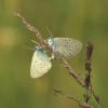 Lungenenzian-Ameisenbläuling zählen zu den seltenen Schmetterlingsarten, die am Ammersee vorkommen 