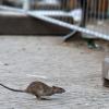 Oettingen bekämpft Ratten nicht mehr mit Gift, sondern mechanisch. 
