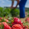 Mit etwas Verspätung reifen die Erdbeeren in diesem Jahr.
