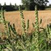 Aggressive Ambrosia-Pollen breiten sich aus