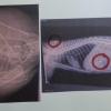 Auf den Röntgenbildern sieht man die Luftgewehrprojektile in den Körpern von Nadine Summerers Katzen.