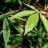 Die Ampelregierung möchte Cannabis legalisieren. Im Landkreis Augsburg gibt es dazu einige kritische Stimmen. 