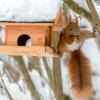 Eichhörnchen knabbern im Winter gern auch Kerne aus dem Vogelhäuschen. Man hilft ihnen außerdem mit einer Schale mit sauberem Wasser.