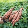 Frisch ausgegraben: Süßkartoffeln kommen von weither, werden mittlerweile jedoch sogar im Landkreis Aichach-Friedberg angebaut. Auch in Gemüseläden und Lokalen dürfen sie nicht fehlen.  	