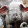 In Polen wurde ein Landwirt von seinen eigenen Schweinen gefressen.