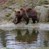 Braunbärin Idun im Tierpark Thale. In Bayern wurden nun die Spuren eines Braunbären entdeckt.