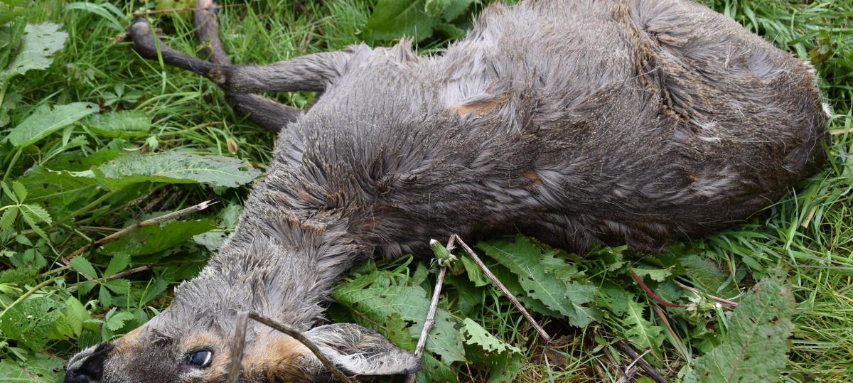 Reh von frei laufendem Hund totgebissen