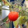 Tomaten sollen nicht neben Kartoffeln wachsen?