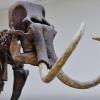 Das Skelett eines Mammuts in der Ausstellung des Landesmuseums für Vorgeschichte in Halle.