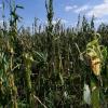 Regelrecht in Fetzen gehauen haben Hagelkörner Maispflanzen auf einem Acker nahe Stoffenried – ein hoher Ernteausfall ist die Folge.