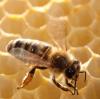 "Wer anfängt, Bienen zu halten und nach drei Jahren, wenn alle Anfängerdramen durchlebt sind, noch Bienenvölker hat, der hat keine Bienen mehr: den haben die Bienen", sagt Tautz.