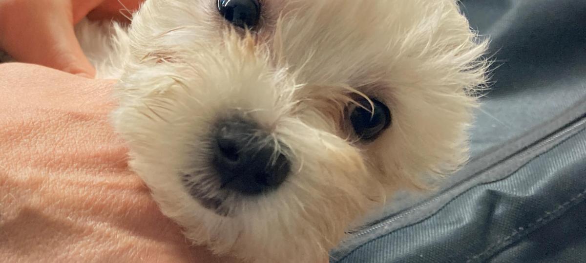 Zeugin hört lautes Jammern aus Auto: Polizei stellt Hundewelpen sicher