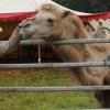 Auf dem Festplatz in Illertissen werden künftig keine Zirkusse mit Wildtieren geduldet.