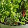 Viele Salat- und Kohlsorten gedeihen wunderbar im Kübel oder Hochbeet und lassen sich noch spät im Jahr ernten.  	