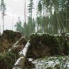 Bei Waldarbeiten wurden zwei Männer am heutigen Nachmittag im Gundelfinger Stadtwald verletzt. 