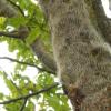 So sieht es aus, wenn die Raupe des Eichenprozessionsspinners sich auf einem Baum heimisch fühlt. Ihre Brennhaare können für den Menschen gefährlich sein und sogar Asthma auslösen. 	