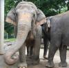 Burma und Targa (rechts) ziehen bald in das neue Elefantenhaus des Augsburger Zoos ein. 