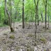 In einem Wald bei Oberndorf hat ein Waldbesitzer Glyphosat ausgebracht. Wie sich jetzt herausstellte, nicht nur auf zwei, sondern sogar drei Flächen.