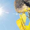 Verblühte Sonnenblumen werden demnächst geerntet und zu Öl und Vogelfutter weiterverarbeitet. 